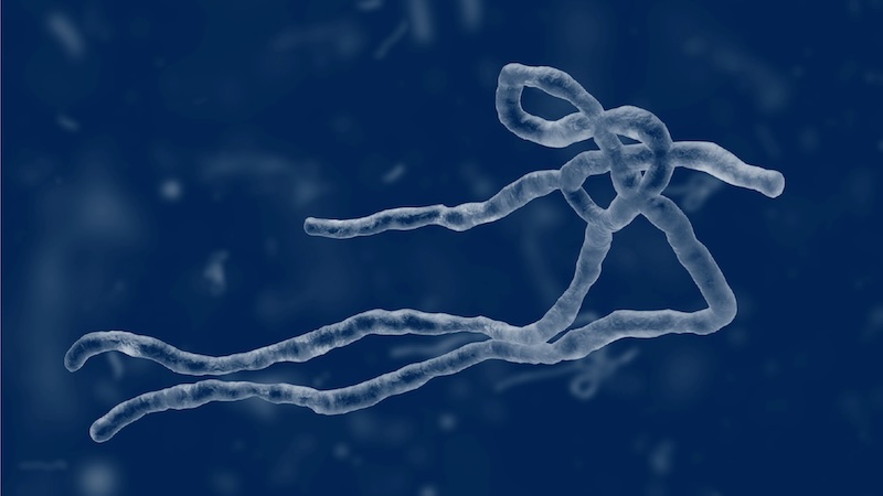 202607Ebola-Bundibugyo-virus