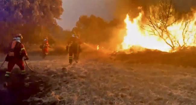 WILD-FIRES